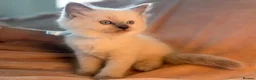 Ragdoll cats for sale: Beautiful pure ragdoll kittens  - Advert 4