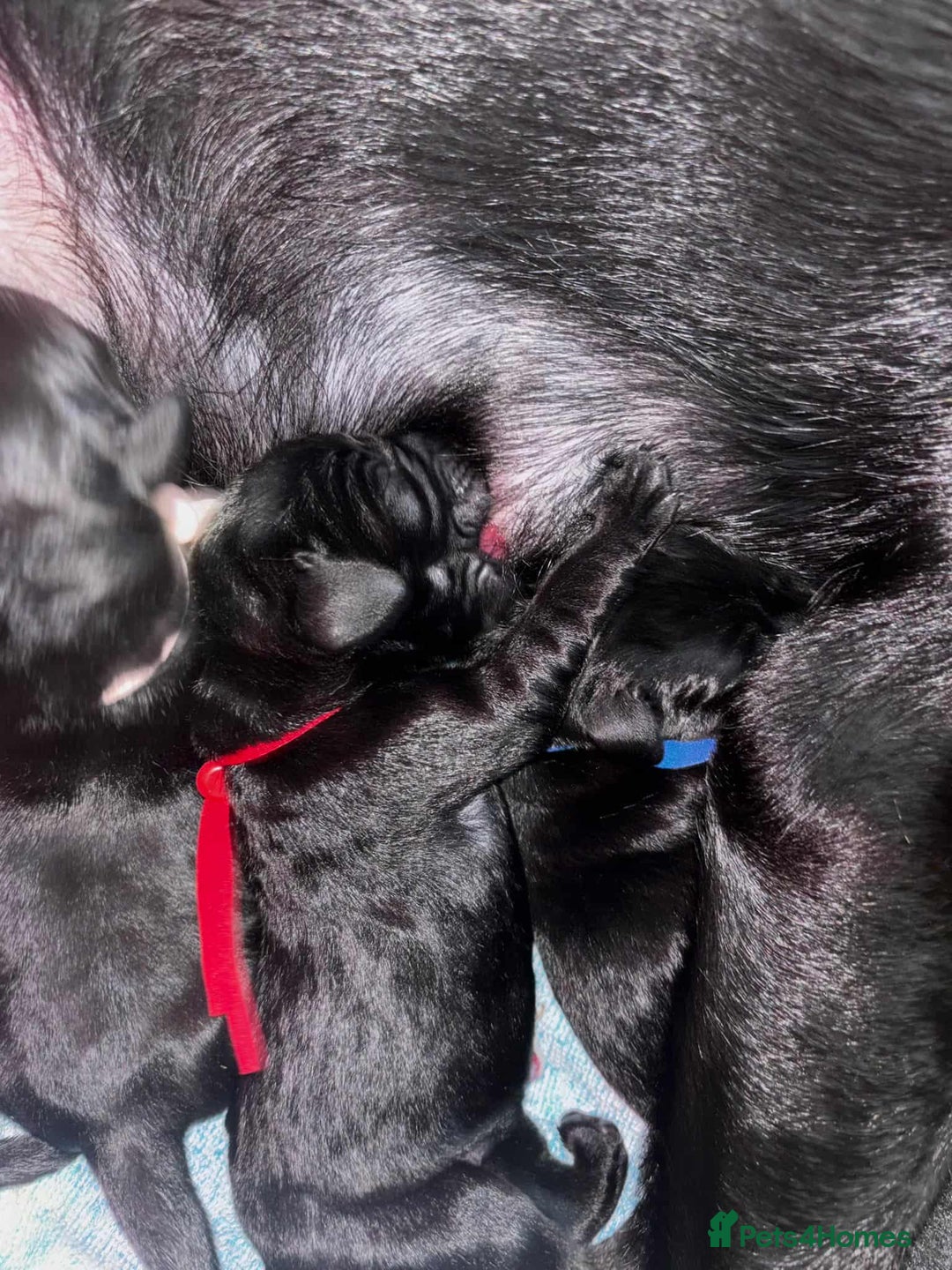 Labrador Retriever dogs for sale: Exception litter of Pedigree working Black Labs - Image 10