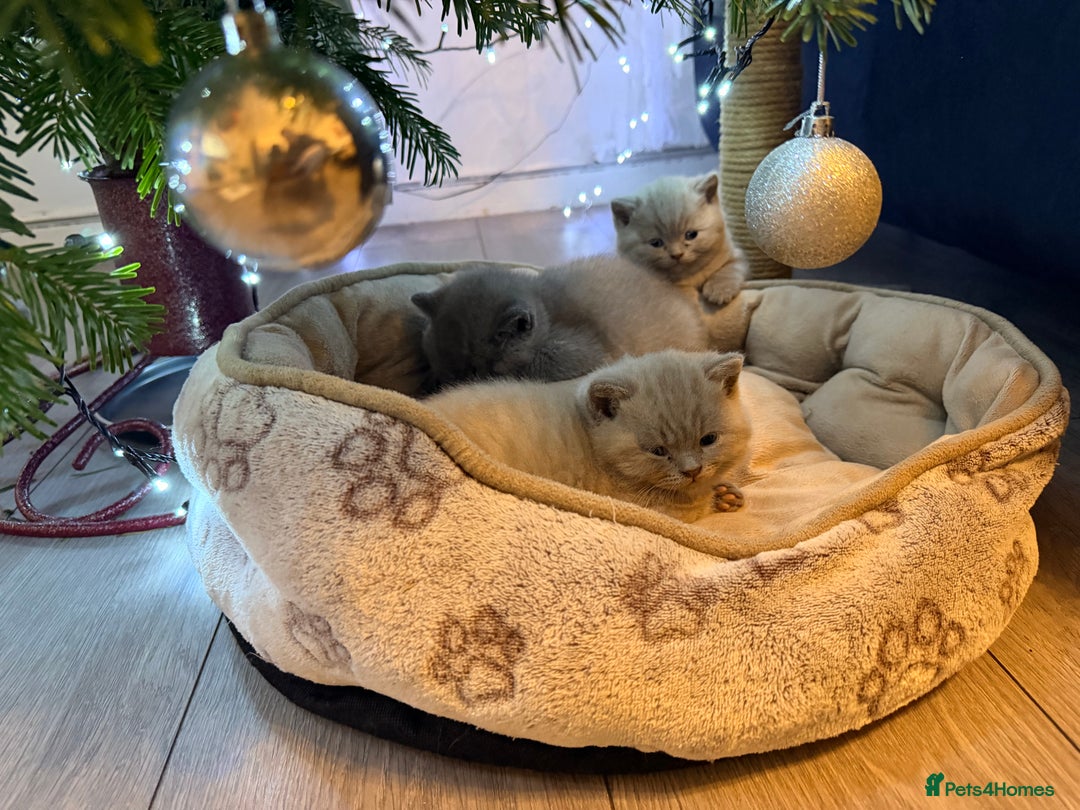 British Shorthair cats for sale: Wonderful, fluffy kittens - Advert 4