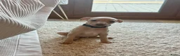 Italian Greyhound dogs for sale: Exceptional KC registered health tested  - Advert 6