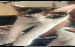 Domestic Shorthair cats for sale: Cuddly calico female cat  - Image 1