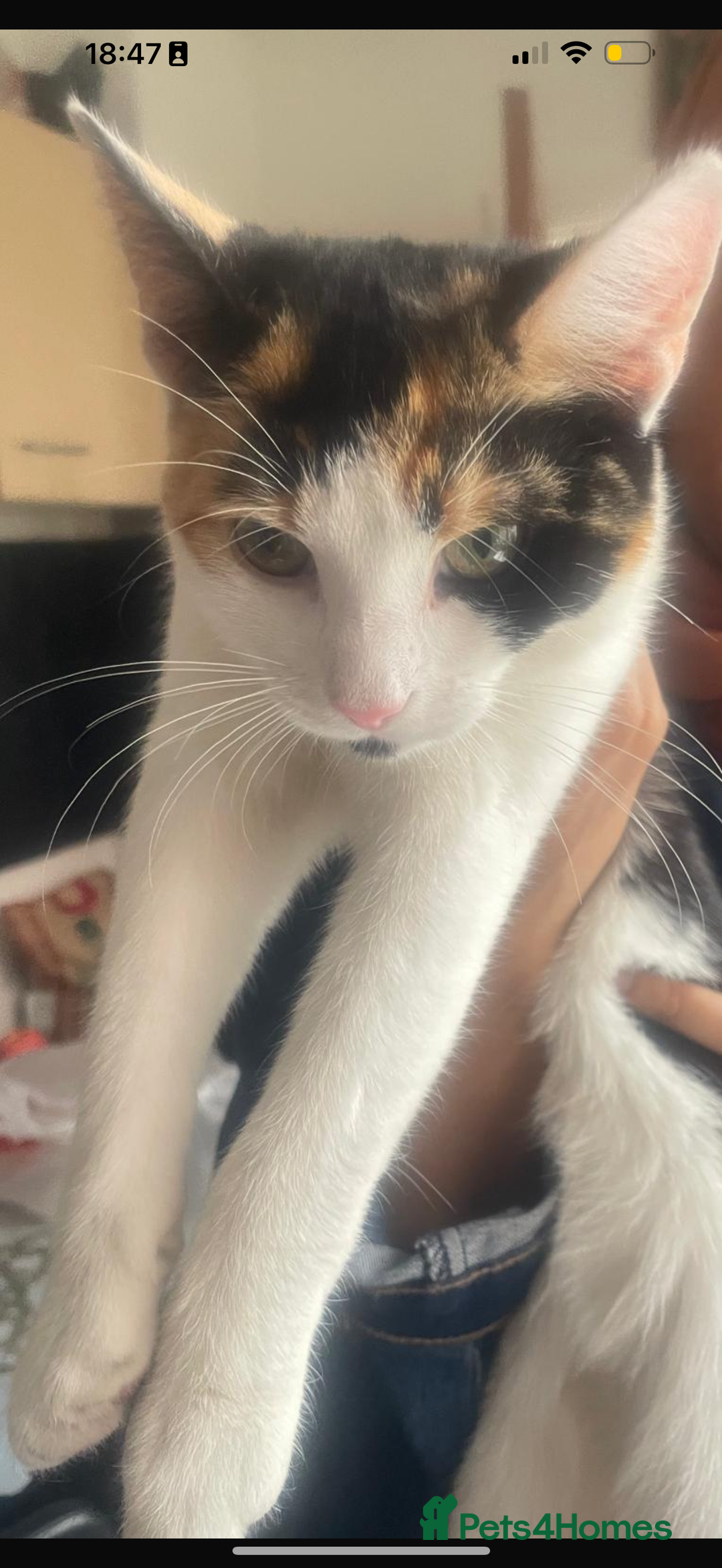 Domestic Shorthair cats for sale: Cuddly calico female cat  - Image 1