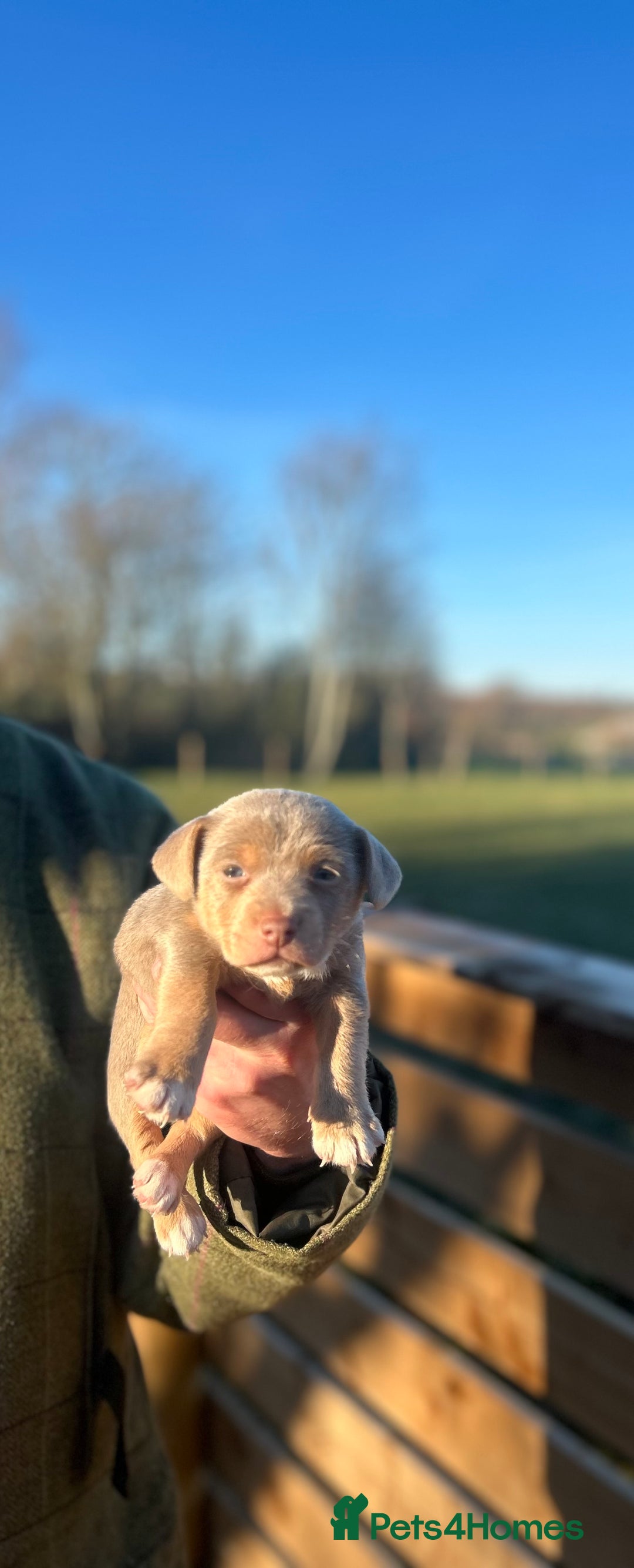 Jack Russell dogs for sale: Stunning Jack Russell puppies fr sale-all colours  - Advert 11