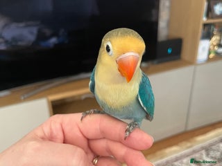 Lovebirds birds Beautiful babies so cute and beautiful colors - Advert 3