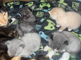 Mixed Breed cats Mixed colours available - Advert 1