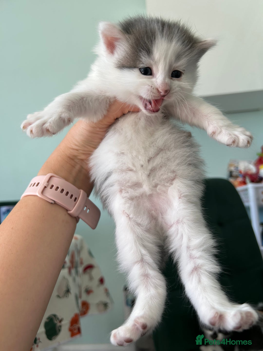 British Longhair cats for sale: Fluffy little angels  - Image 12