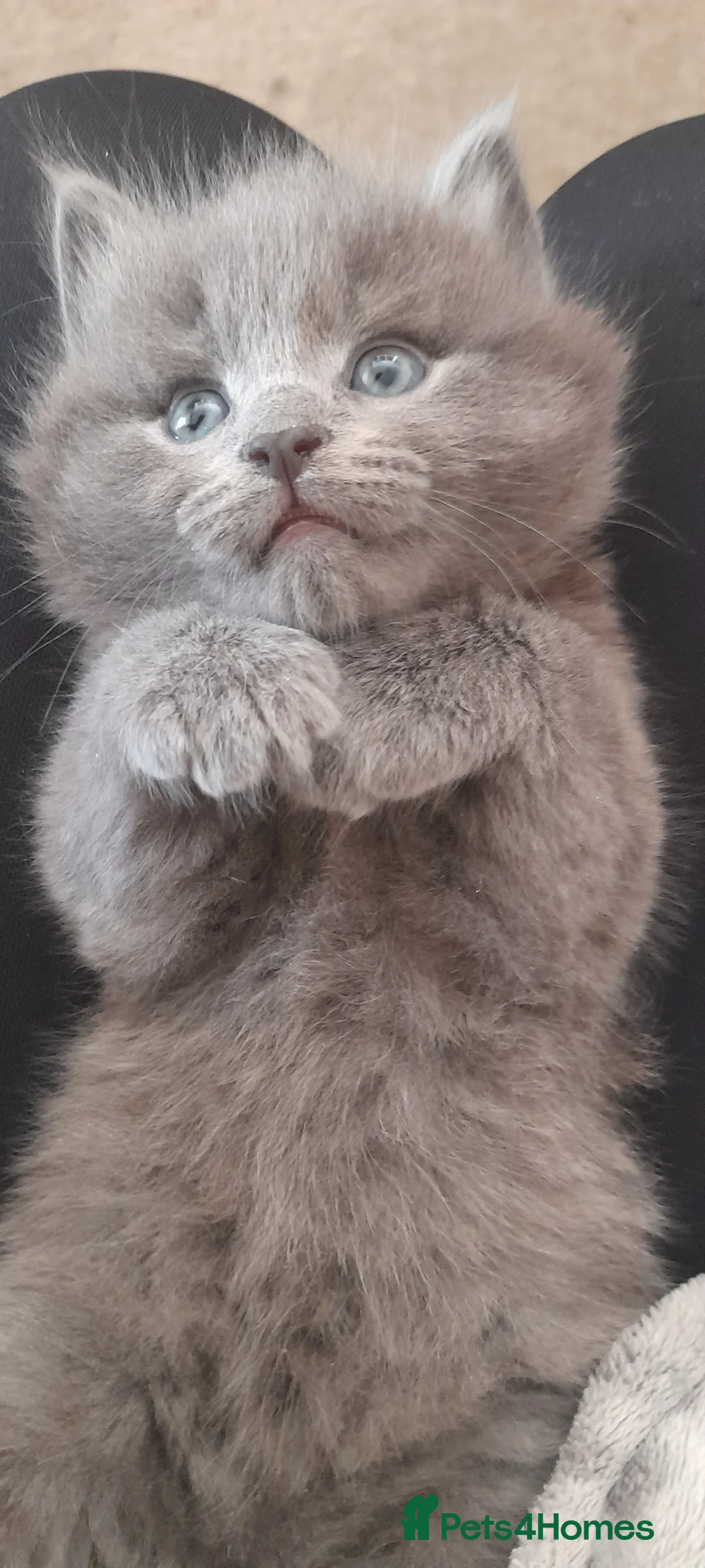 Mixed Breed cats for sale: Cute kittens  in Southsea - Advert 11