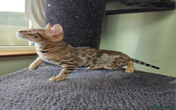 Bengal cats for sale:  Outstanding Quality Bengal kittens ready to leave - Image 2
