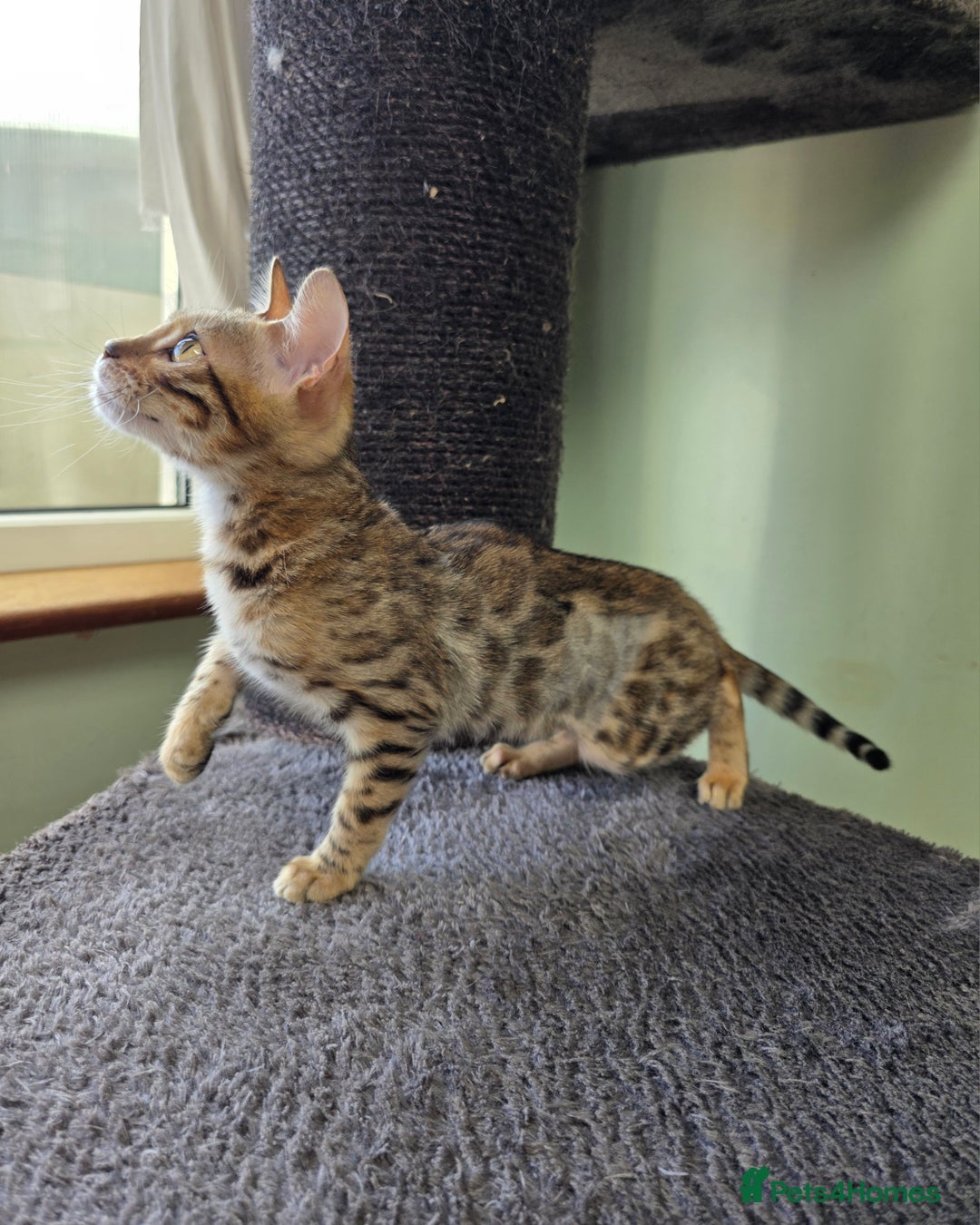 Bengal cats for sale:  Outstanding Quality Bengal kittens ready to leave - Image 2