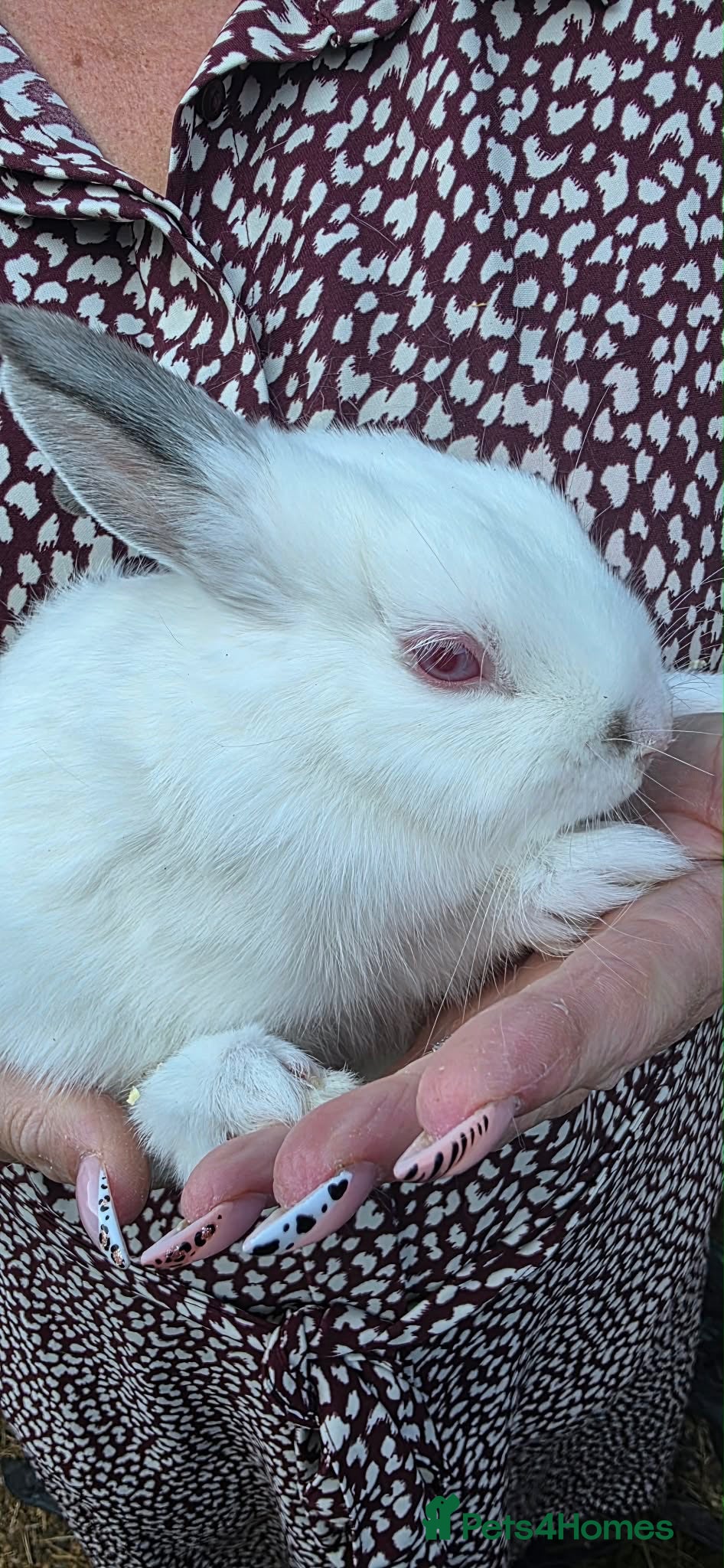 Netherland Dwarf rabbits Netherlands dwarf babies 1 white girl left  - Advert 17