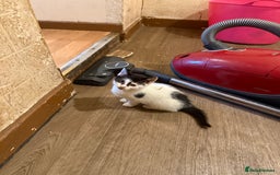 Maine Coon cats for sale: Half Maine coon kittens  - Image 9