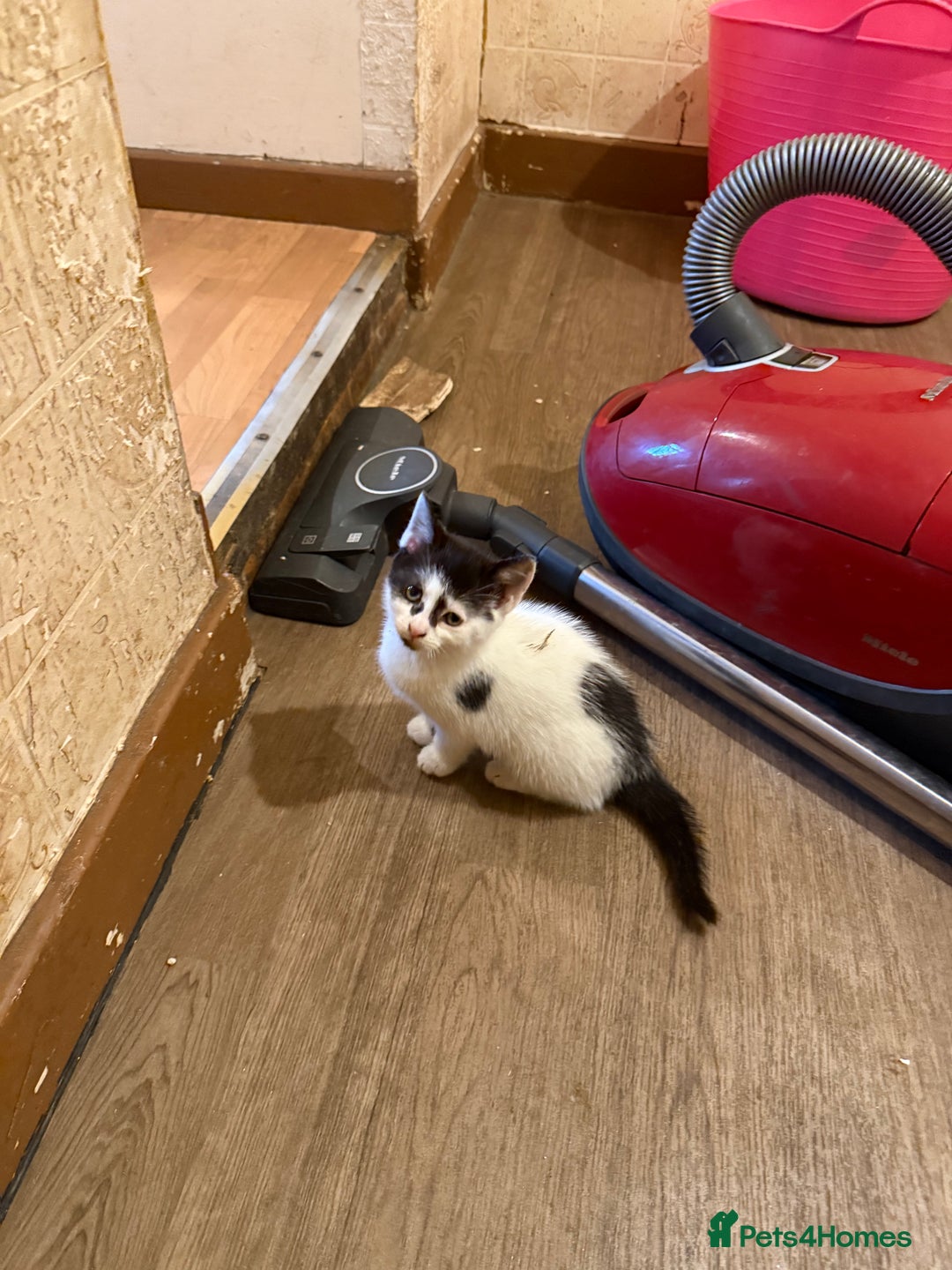 Maine Coon cats for sale: Half Maine coon kittens  - Image 9