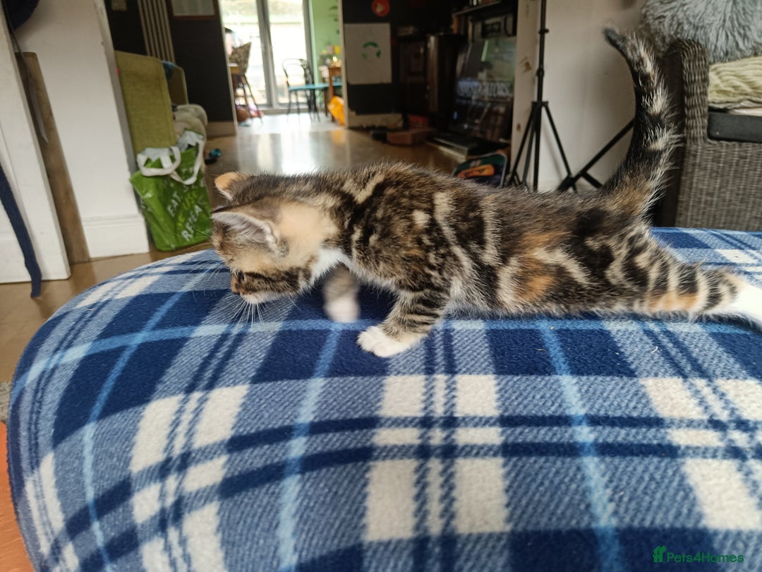 Mixed Breed cats for sale: Calico Mum, Tabby Dad kittens for sale - Image 10