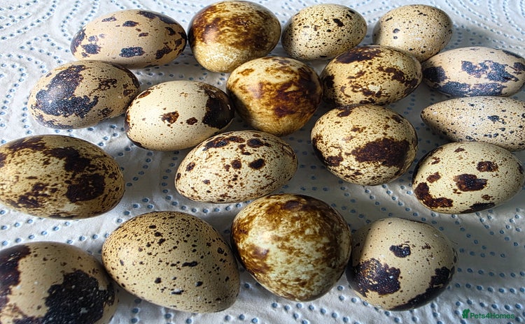 Quail poultry - Advert 1