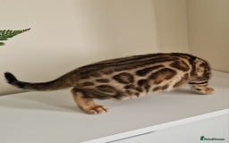 Bengal cats for sale: Stunning Glittered Pedigree Benga kittens  - Image 30
