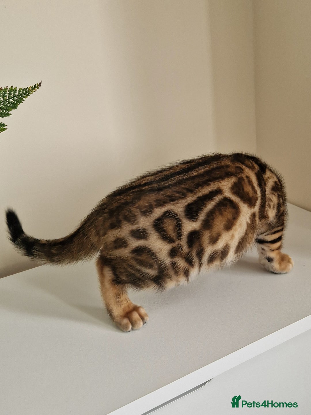 Bengal cats for sale: Stunning Glittered Pedigree Benga kittens  - Image 30