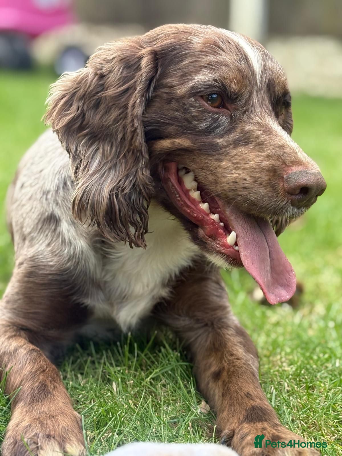 Cocker Spaniel dogs STUD working cocker spaniel  - Advert 3