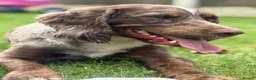 Cocker Spaniel dogs for stud: STUD working cocker spaniel  in Castleford - Advert 3