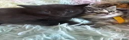 British Shorthair cats for sale: 4 British short hair kittens  - Advert 8