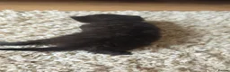 Mixed Breed cats for sale:  BEAUTIFUL RUSSIAN BLUE X BSH KITTENS  - Advert 6