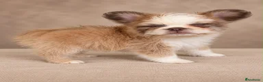 French Bulldog 1