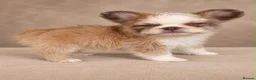French Bulldog dogs for sale: Husky fluffy French bulldog Boy  - Advert 2