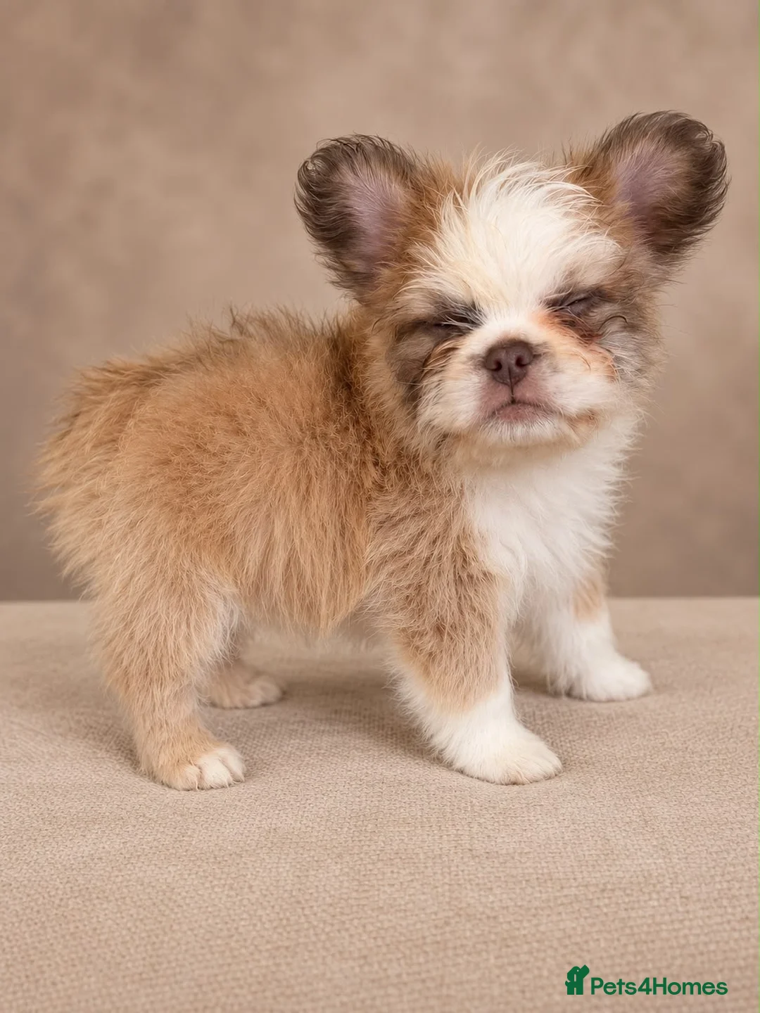 French Bulldog dogs for sale: Husky fluffy French bulldog Boy  - Advert 2