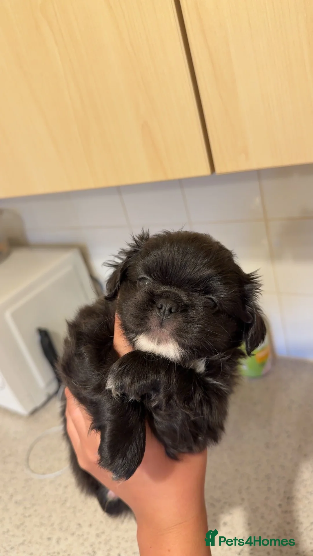 Pekingese dogs for sale: Pekingese puppies  in Coventry - Advert 1