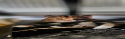 Mixed Breed cats for sale: Kittens  - Advert 9