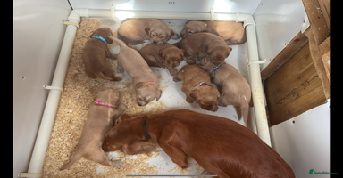 Cocker Spaniel dogs - Advert 2