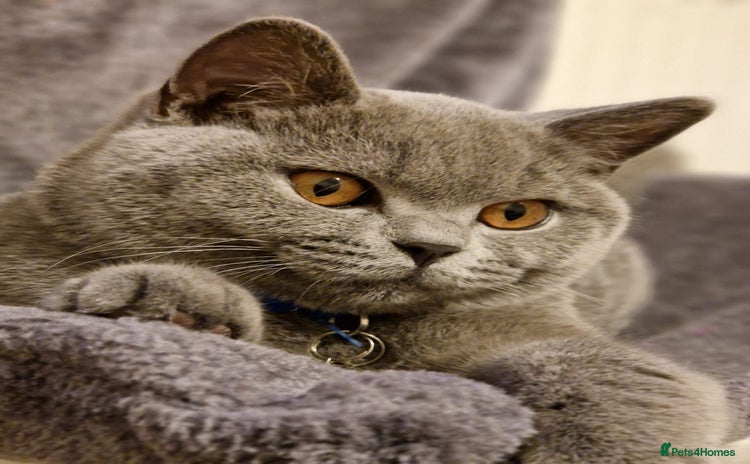 British Shorthair cats - Advert 9