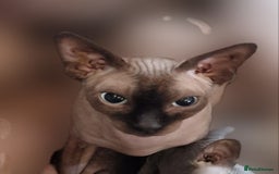 Sphynx cats for sale: Adult Canadian Sphynx for sale and Stud males  - Image 9