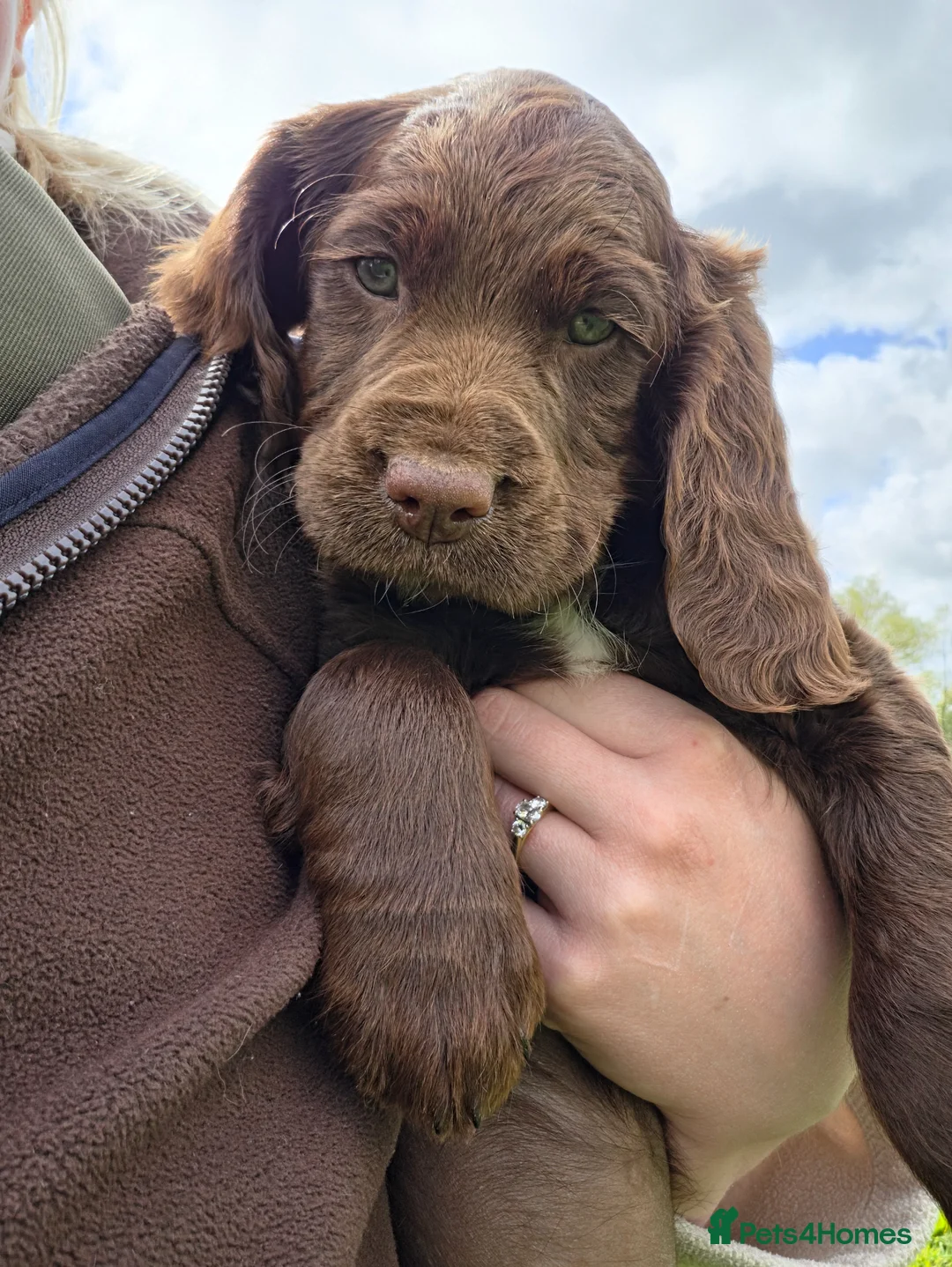Sprocker dogs for sale: Sprocker spaniel puppies * 1 bitch left * - Advert 1