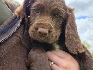 Sprocker dogs Sprocker spaniel puppies * 1 bitch left * - Advert 6