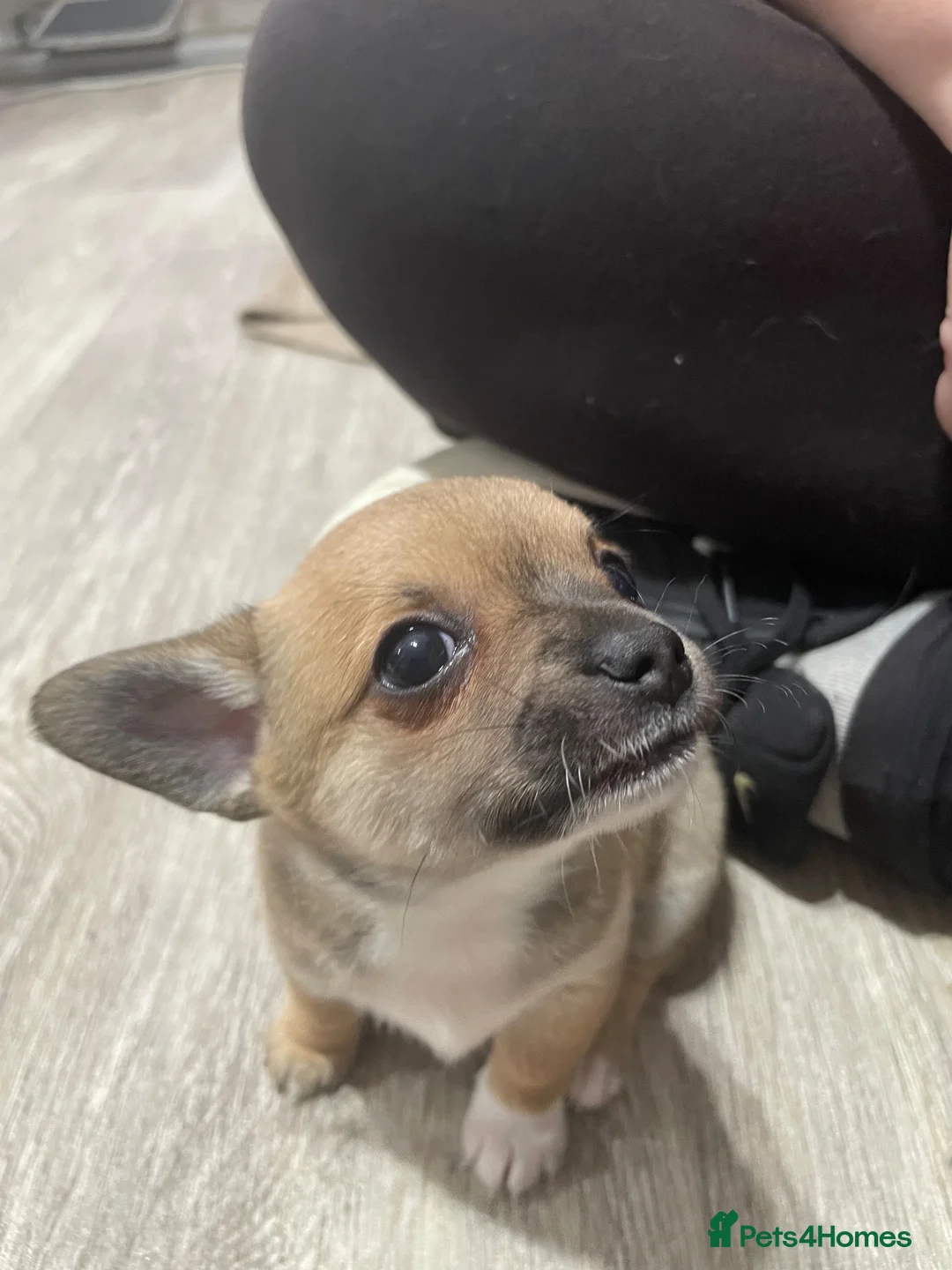 Chihuahua dogs for sale: Chihuahua  in Manchester - Advert 4