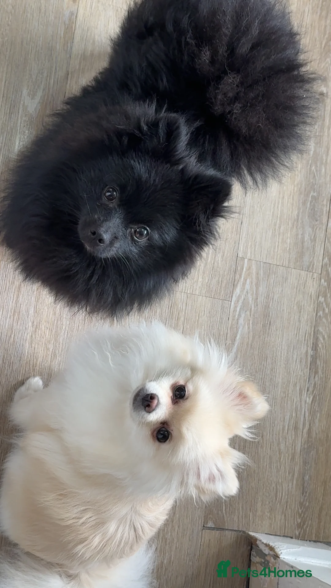 Pomeranian dogs for sale: Full black boy pomeranian  in Banstead - Advert 2