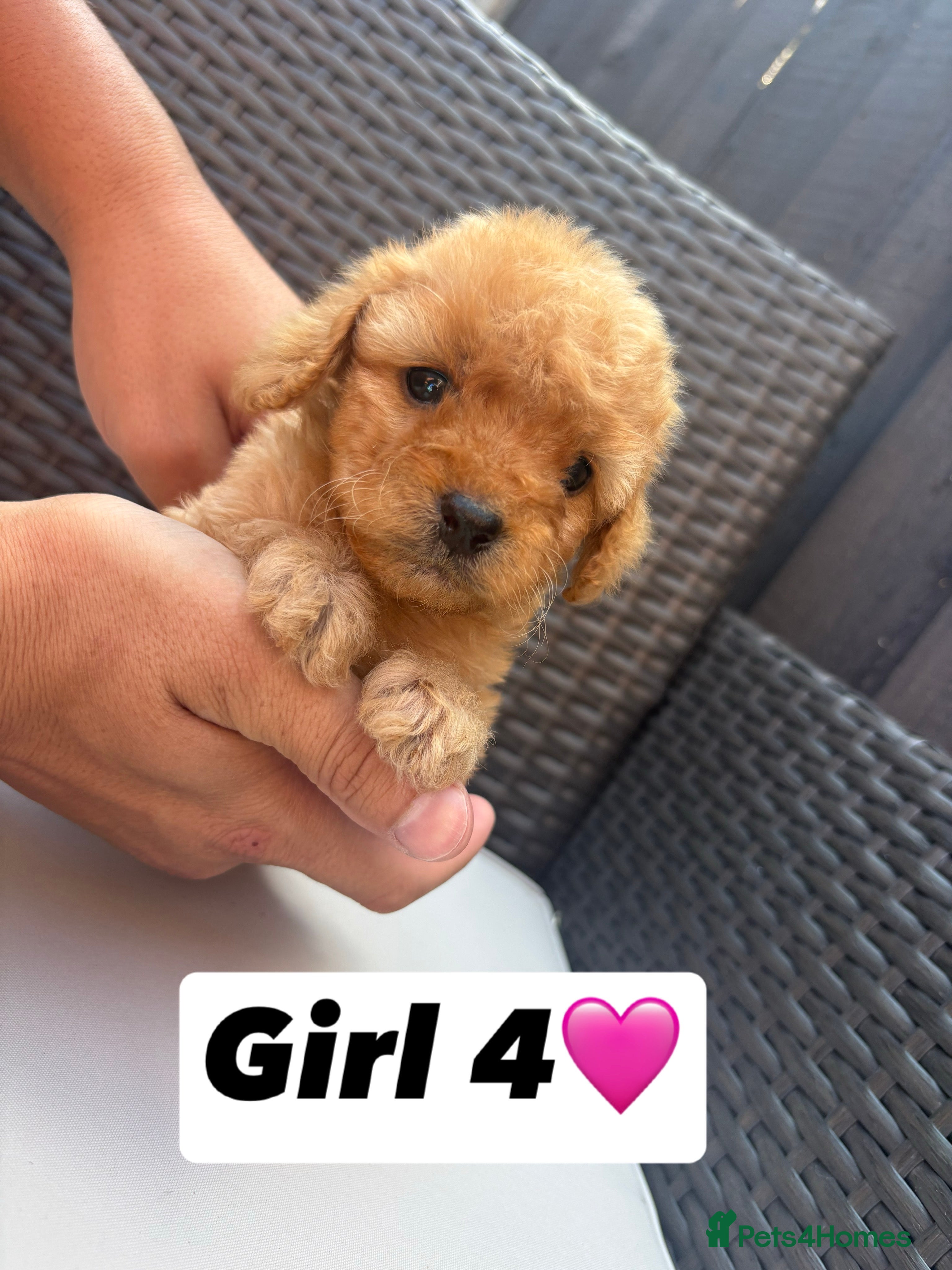 Cavapoo dogs F1 Cavapoo puppies for sale - Advert 5