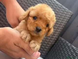 Cavapoo dogs F1 Cavapoo puppies for sale - Advert 5