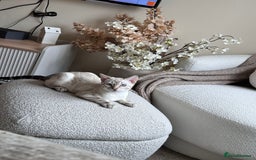 Bengal cats for sale: Pedigree Bengal Brothers - Image 3