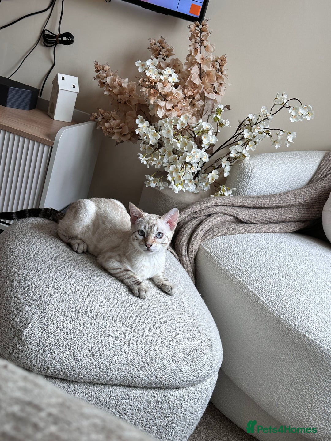 Bengal cats for sale: Pedigree Bengal Brothers - Image 3