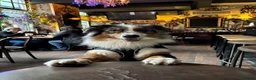 Mixed Breed dogs for sale:  Australian shepherd x boarder collie/rough collie in London - Advert 2