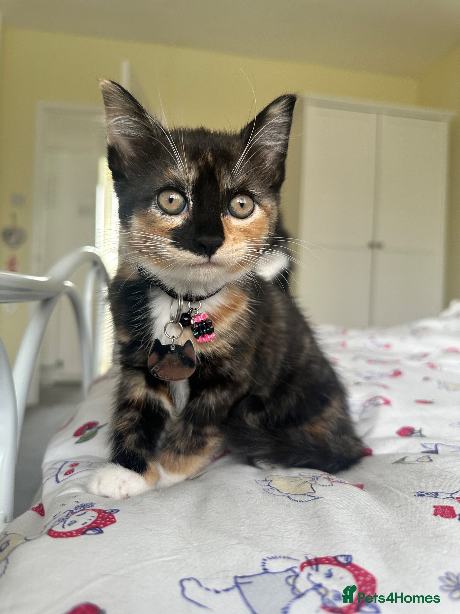 Mixed Breed cats for sale: Beautiful calico girl - Advert 5