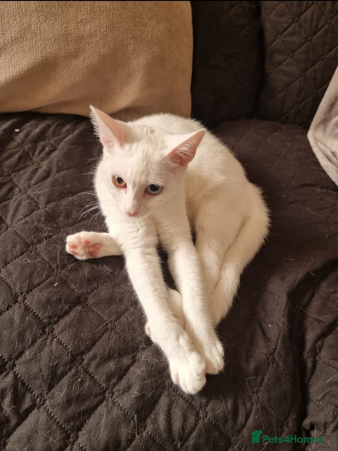 Mixed Breed cats for sale: White female cat looking for a home - Image 3