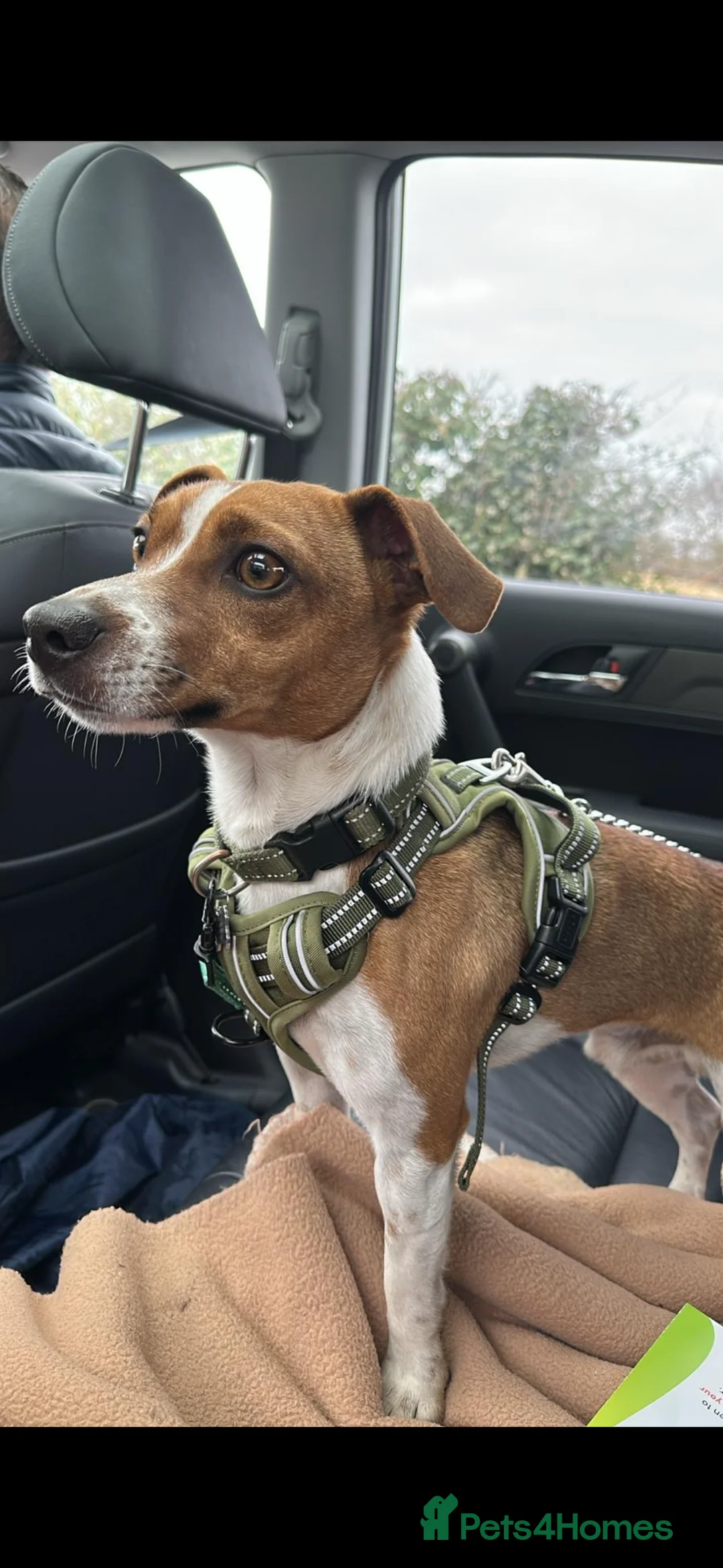 Jack Russell dogs for stud: Jack Russell stud available - Advert 4