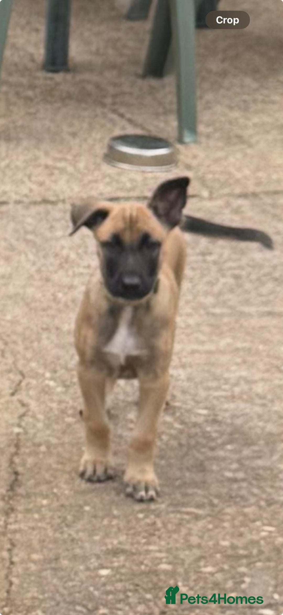 Belgian Shepherd Dog dogs for sale: Belgian malinois puppies  - Image 23