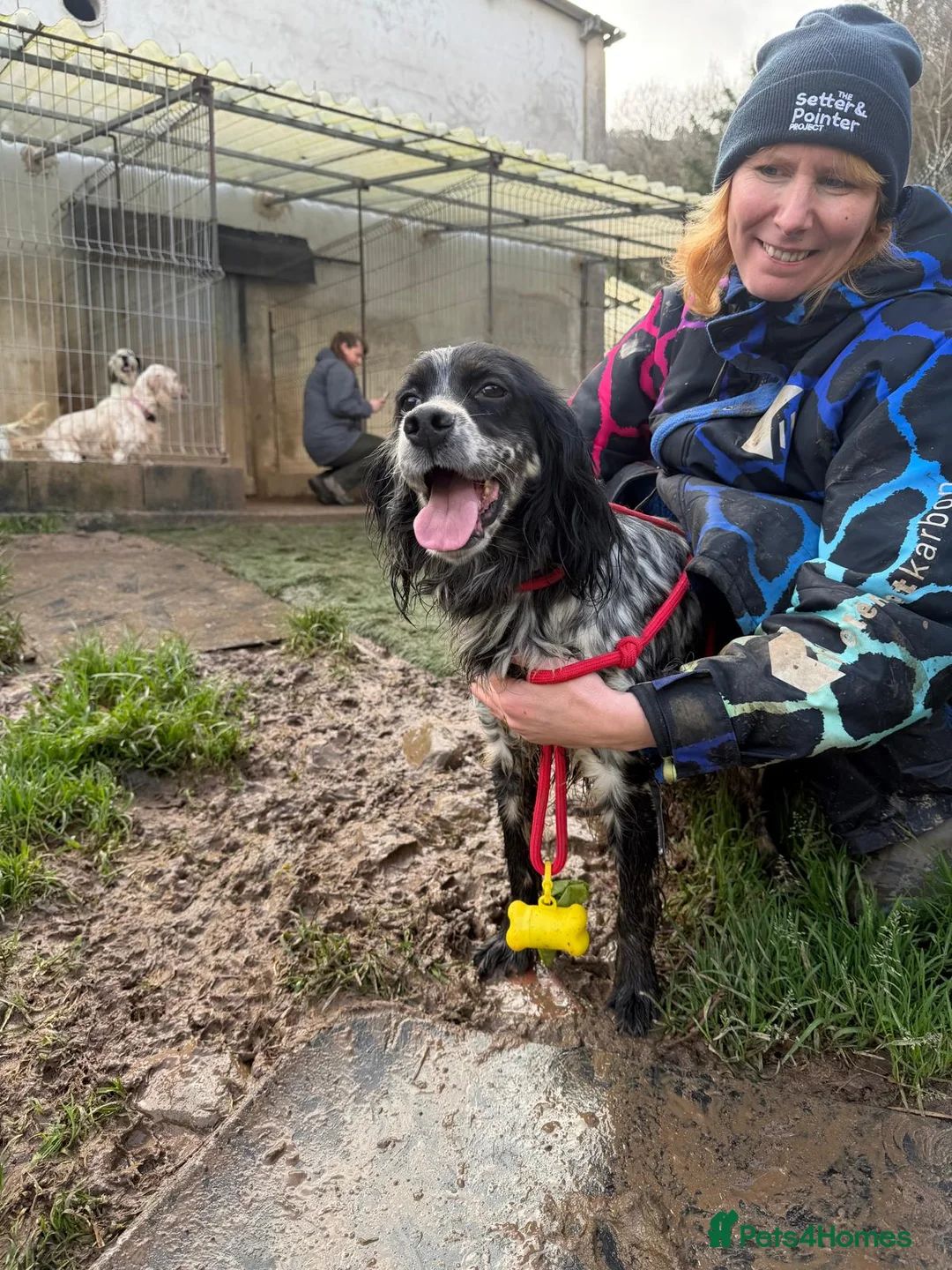 English Setter dogs for adoption: Lina  - Advert 10