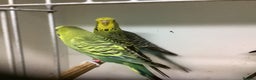 Budgerigars birds for sale: Young and Adult Budgies - Advert 8