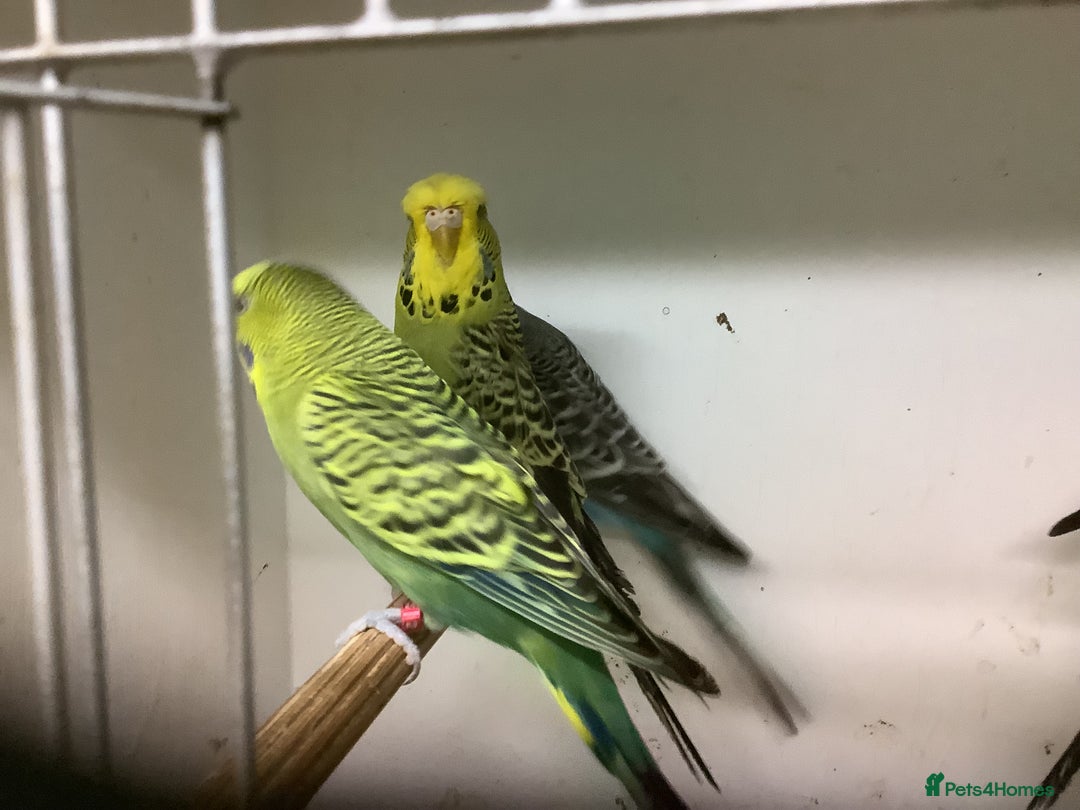 Budgerigars birds for sale: Young and Adult Budgies - Advert 8