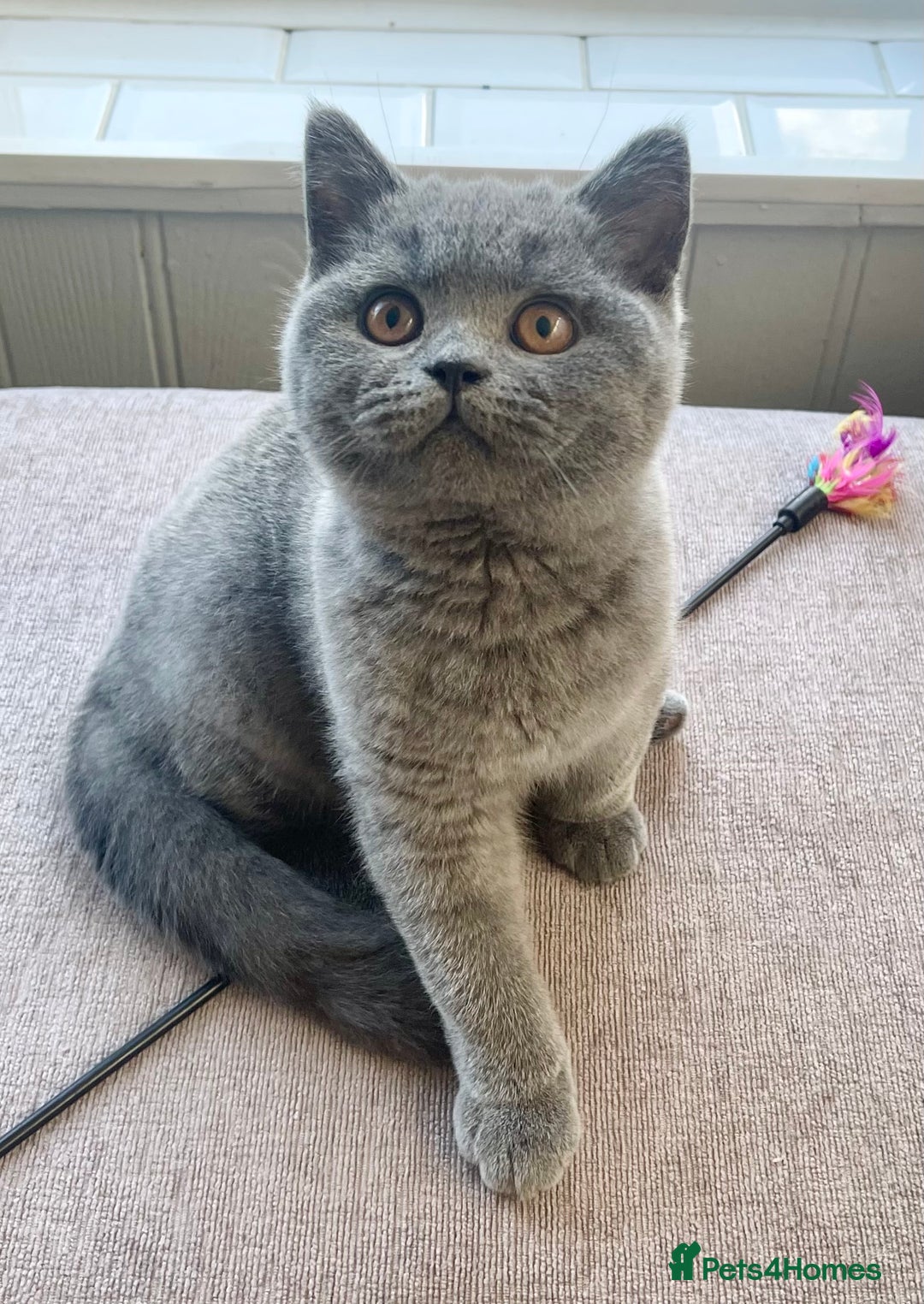 British Shorthair cats for sale: Beautiful British Shorthairs - READY TO GO - Advert 2