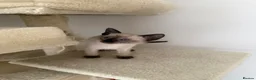 Siamese cats for sale: 5 Siamese kittens  - Advert 8